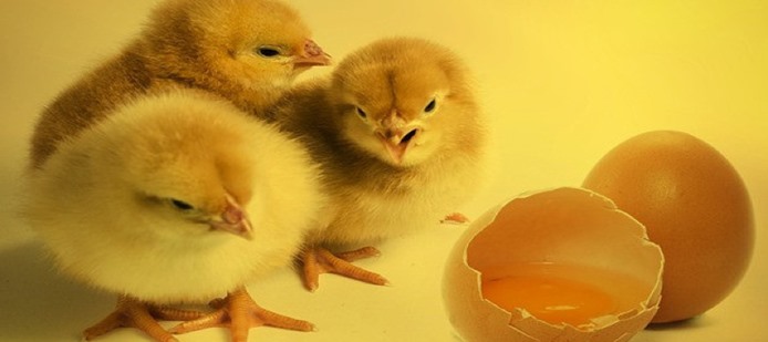 3 chicks and 2 eggs - what is your career game plan for 2023?